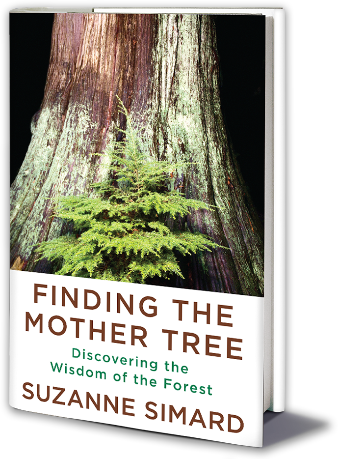 Finding the Mother Tree by Suzanne Semard